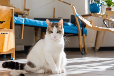 Managing Mobility Issues in Cats with Physical Disabilities