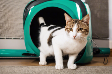 Training Sensory-Impaired Cats to Rely on Other Senses