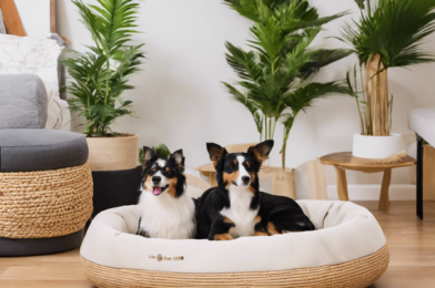 Eco-friendly Pet Paradise: Products That Both You and Your Pet Will Love