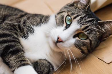 Creating a Comfortable Environment for Cats with Physical Disabilities