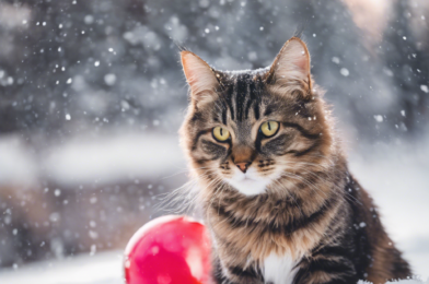 How to Encourage Your Cat to Play on Cold Days